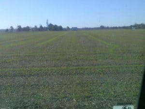 Volunteer Cover Crops