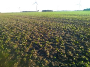 Volunteer Cover Crops